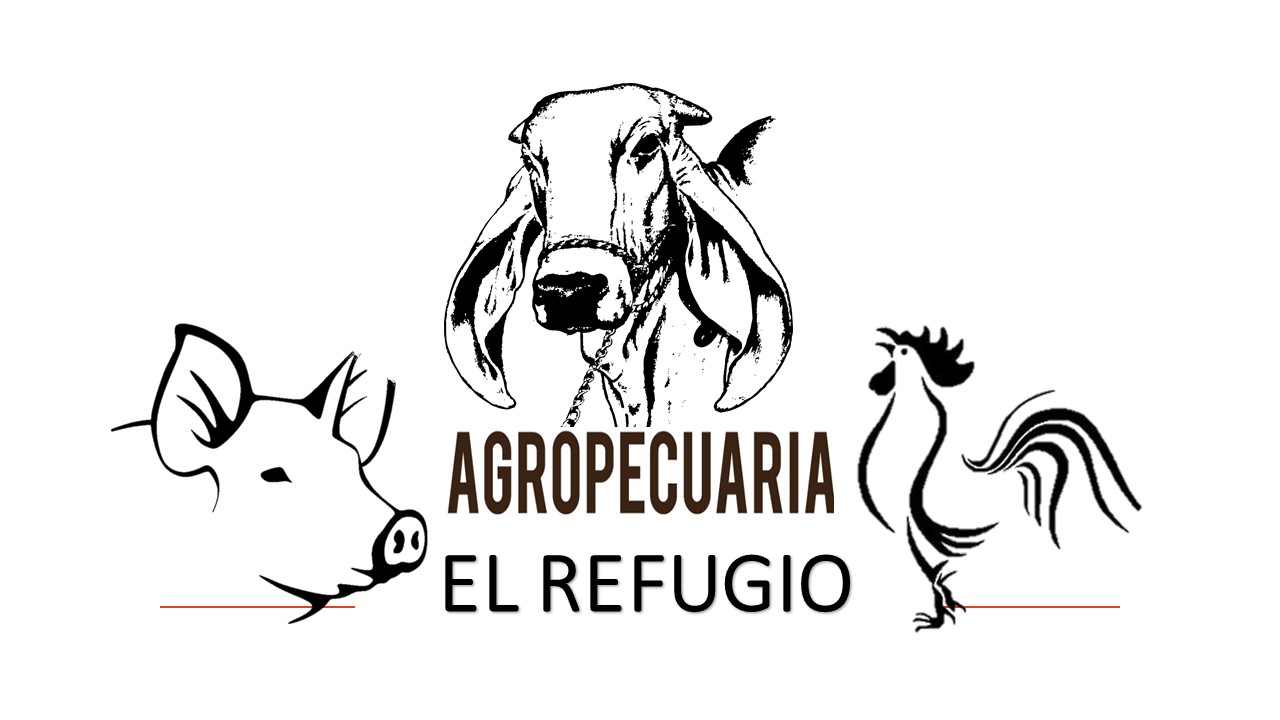https://elrefugio-huehue.com/sistema2/app.name